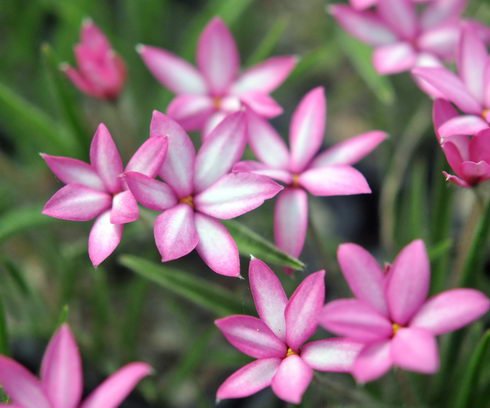 Rhodohypoxis baurii 'Abigail'